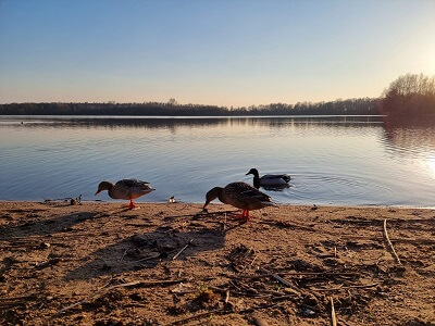 otužilec kachny jezero